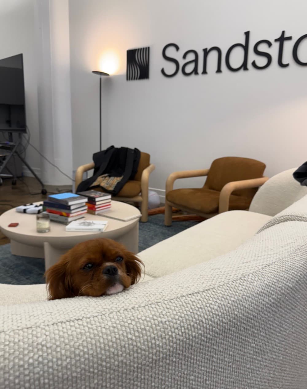 Sandy the office dog